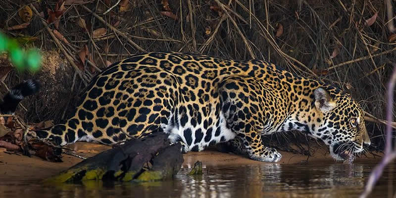 Jaguar Safari Brasil